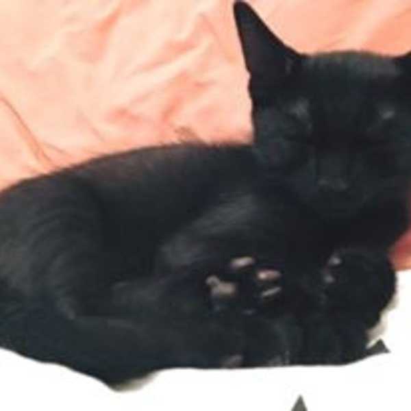 Six Mentally Draining Things Only Cat Owners Understand
