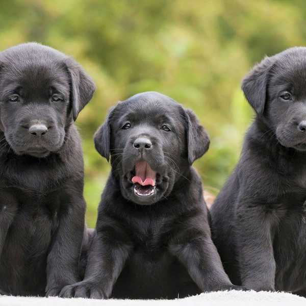 10 Reasons Everyone Needs A Dog