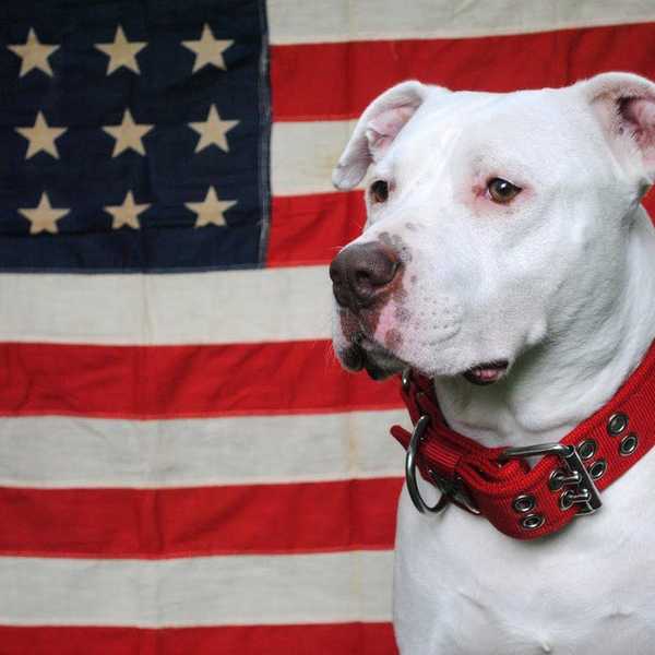 10 Politic-Free Doggos To Lighten Your Feed