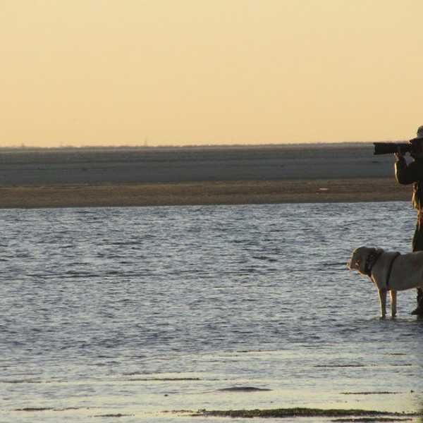 Why Owning A Dog Is The Best