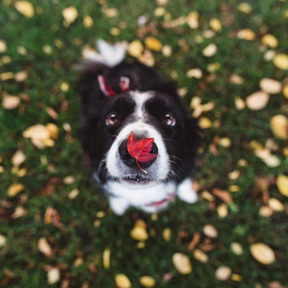 How My Dog Saved Me