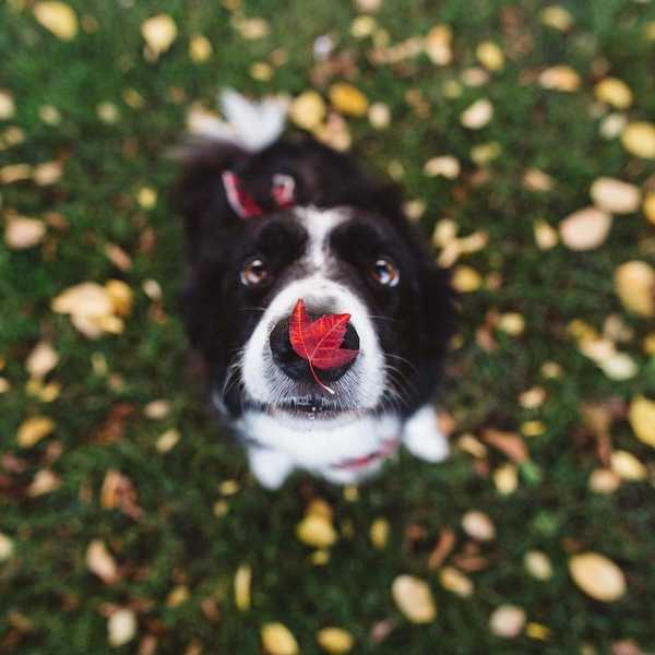 How My Dog Saved Me