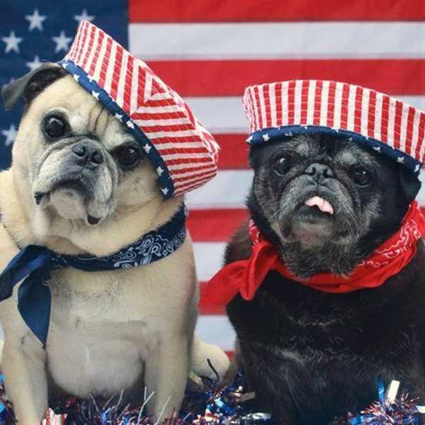 4 Dogs Ready To Take Over As President