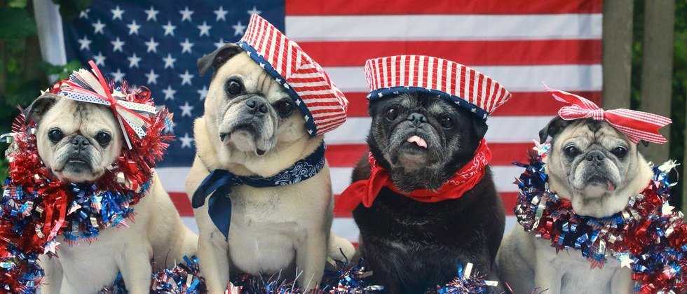 4 Dogs Ready To Take Over As President