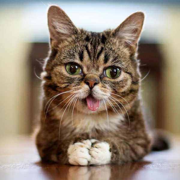 Life, Death, And Curious Cats