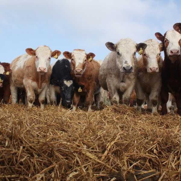 Why We Need To Stop Bashing Vegans