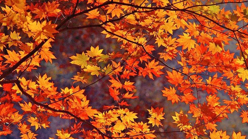 10 Reasons Why November Is The Best Month
