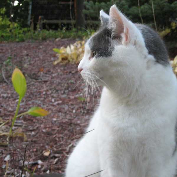 28 Things That All Cat Owners & Lovers Can Agree To