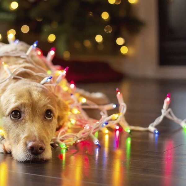 19 Things You Know to be True if You Love Celebrating Christmas Early
