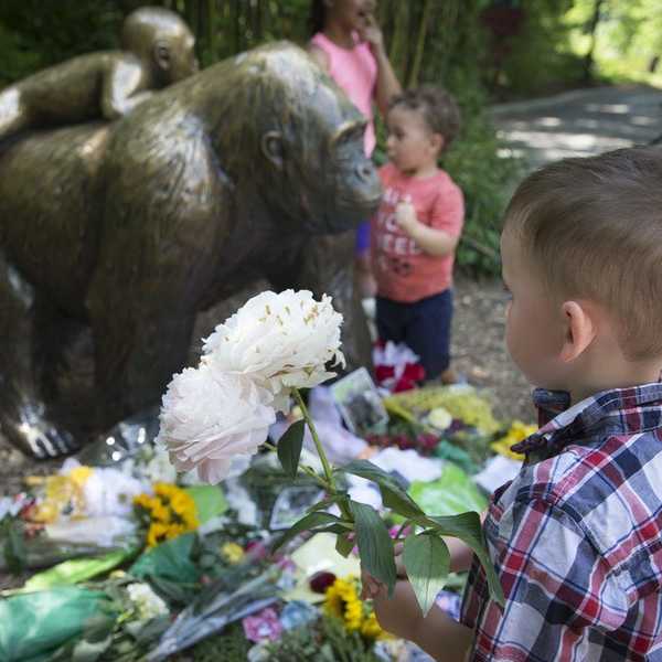 We Need to Stop Making Harambe's Death a Joke