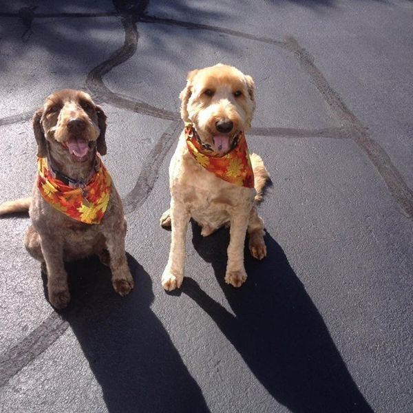 Why My Dog Is Better Than Any Boyfriend