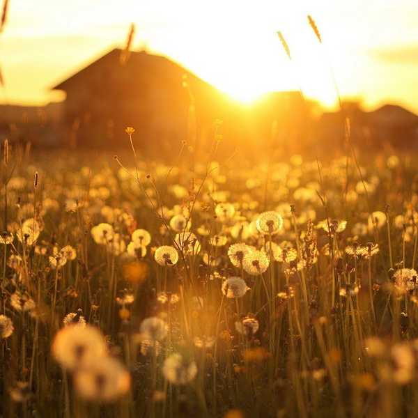 The Girl Behind the Sun's Rays