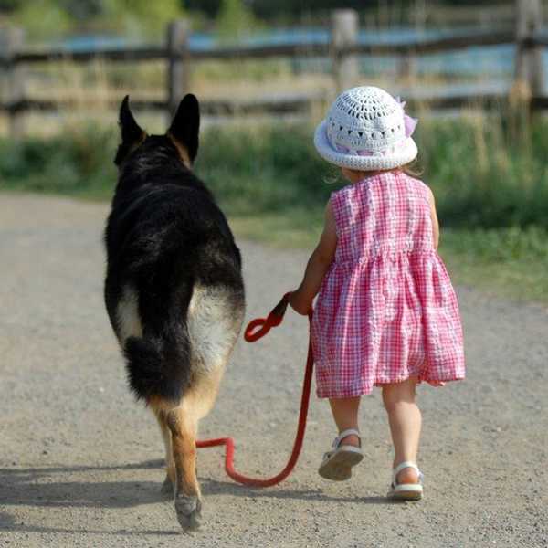 My Year Without Dogs