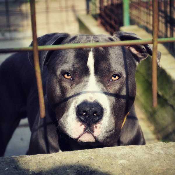 Reasons We Need Breed-Specific Laws