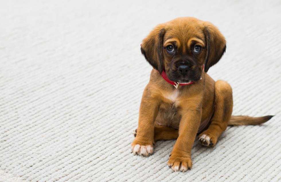 6 Things I Learned From Living With A Puppy In College