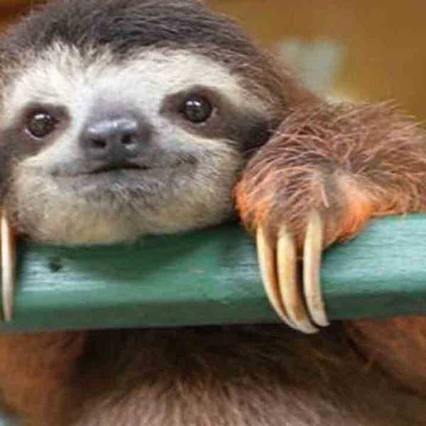 How Do Sloths Represent Modern-Day Youth?