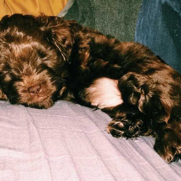 The Only 6 Reasons You Need To Know Why Dogs Are The Best