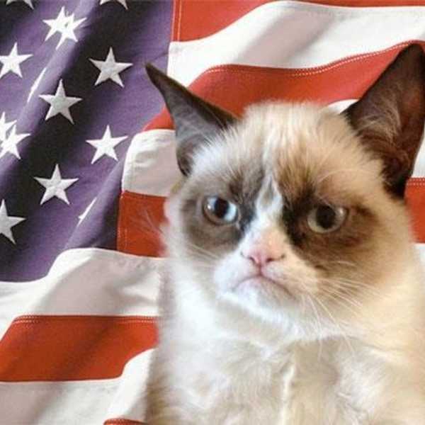 5 Reaons Cats Are Just Like Politicians