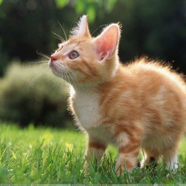 9 Rules To Owning A Cat