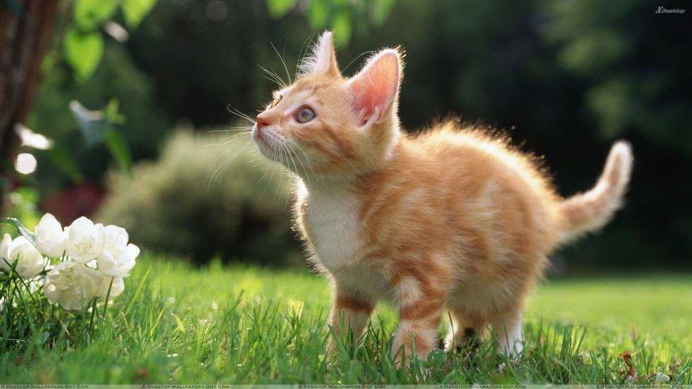 9 Rules To Owning A Cat