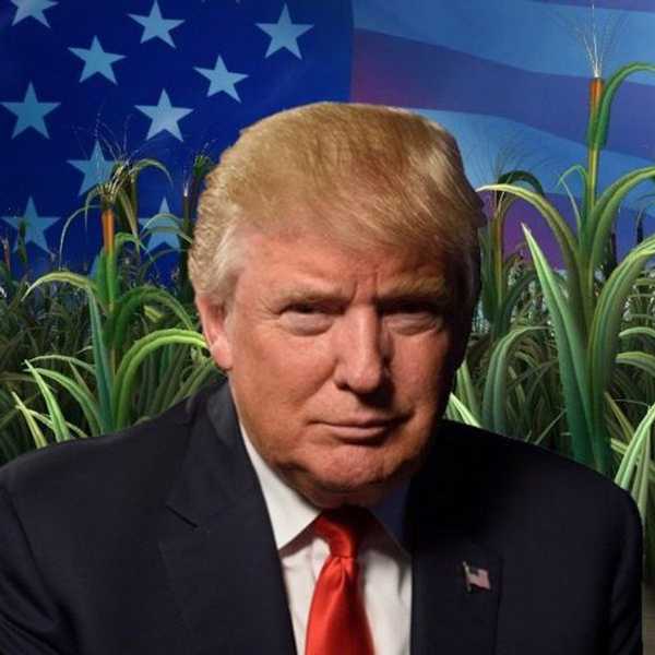The Future Of Agriculture According To Trump Even Before Elected President
