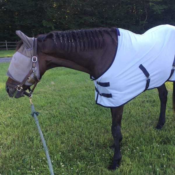 10 Truths About Owning An Off The Track Thoroughbred