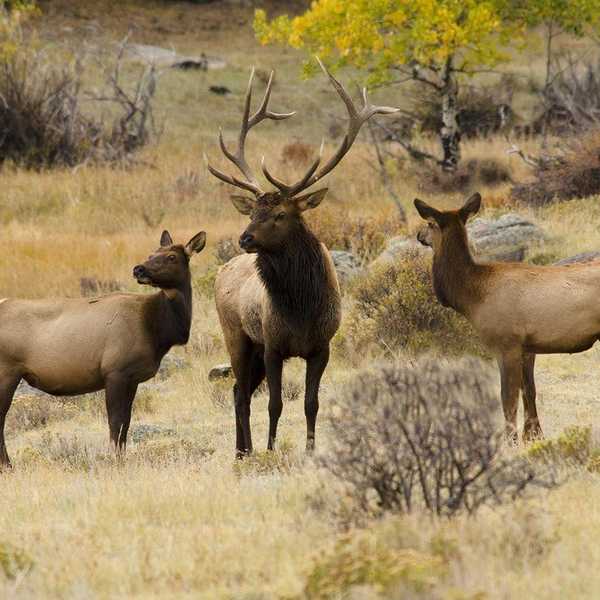 Why Hunting Matters: A Case Study Of Ungulate Use On Riparian Ecosystems