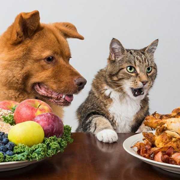 Vegetarian Stereotypes: True or False?