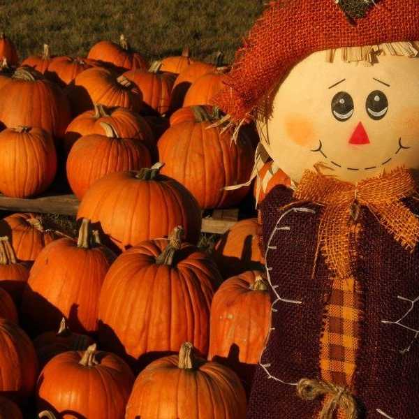 Have You Ever Carved A Pumpkin?