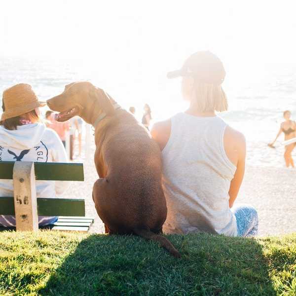 10 Reasons Dogs Are Legitimately The Best