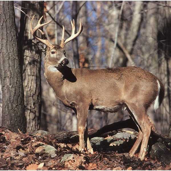 How Tracking Deer Is Like Finding 'The One'