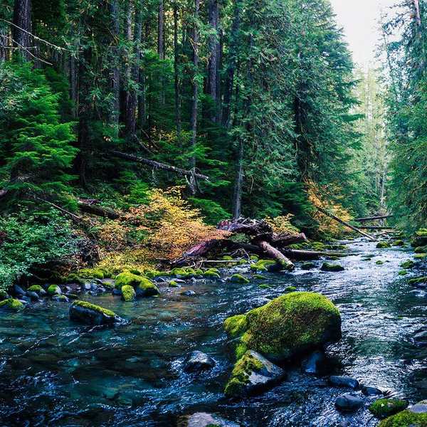 The Woods Of George Fox University