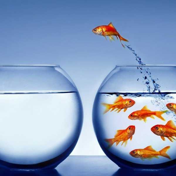 Cultural Fish Bowl