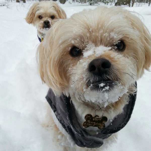 Life Lessons From Your Canine Companion(s)