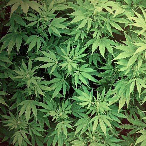 Interest in Marijuana Rapidly Increasing