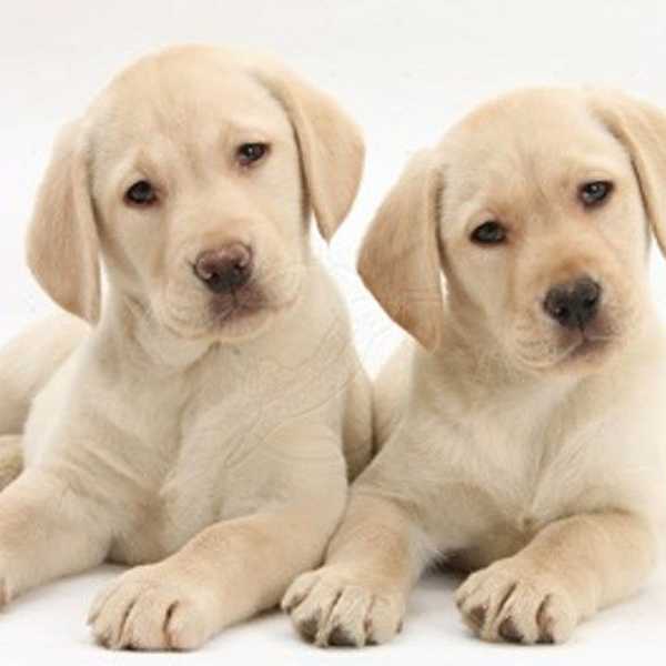 A Letter To My Puppy