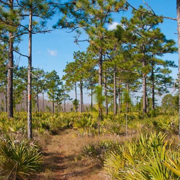 Florida=Everglades...Right?
