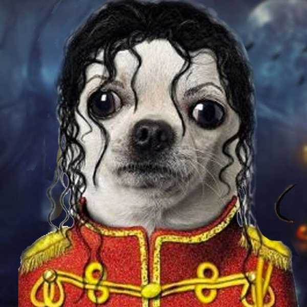 The Top Ten Best Halloween Costumes For Dogs