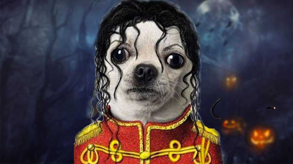 The Top Ten Best Halloween Costumes For Dogs