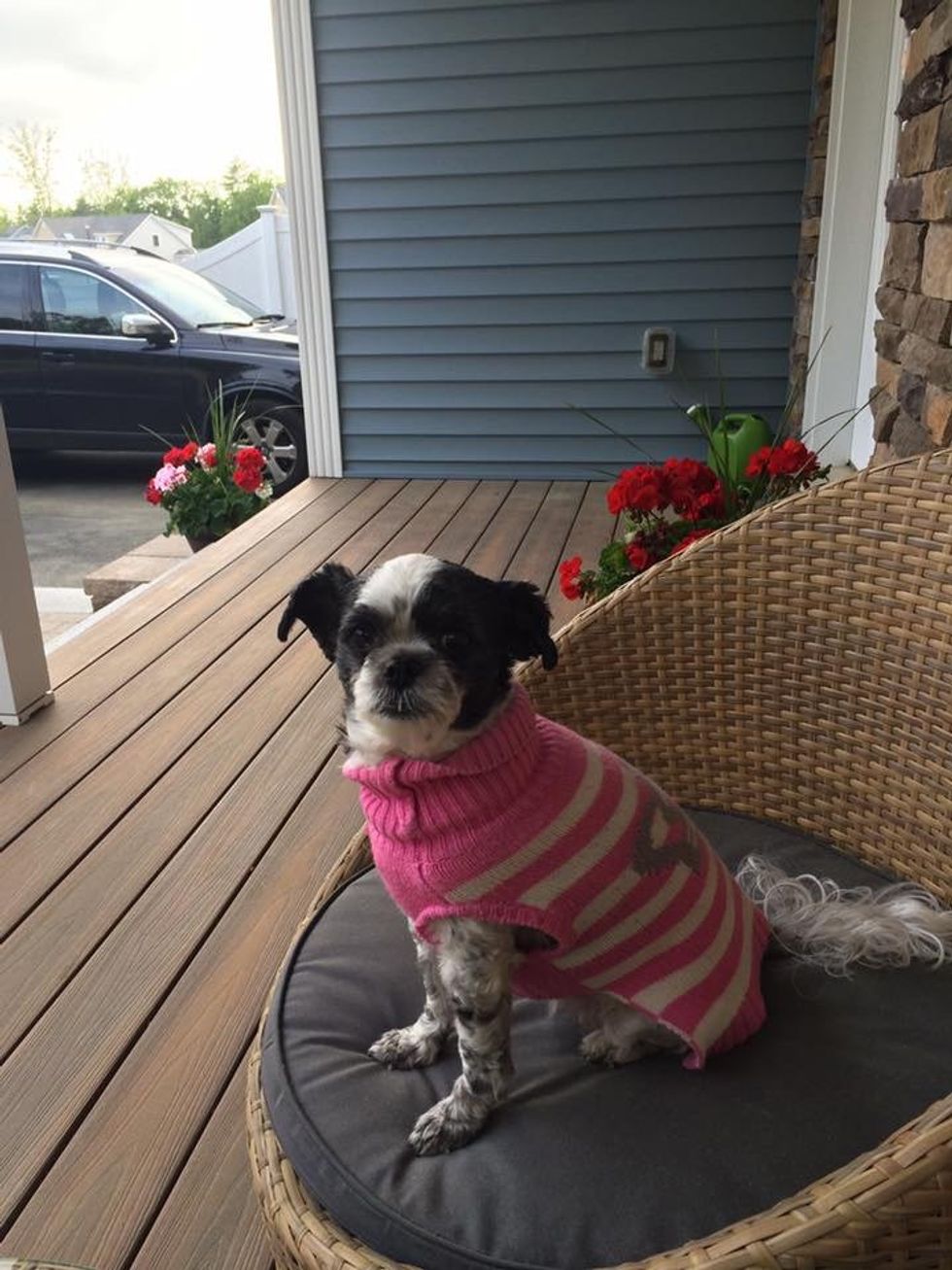 Why My Dog Is My Best Friend