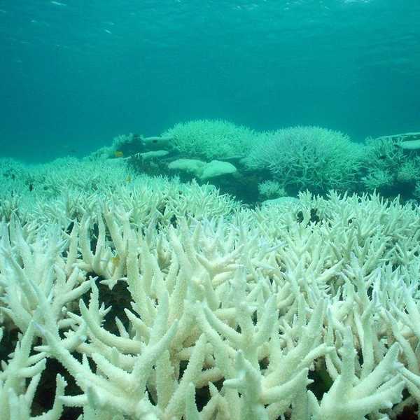 The Great Barrier Reef Is Not Dead