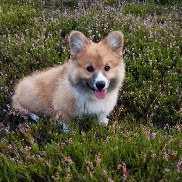 10 Reasons Everyone Should Want A Corgi