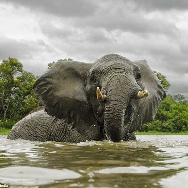 5 Reasons We Love Elephants