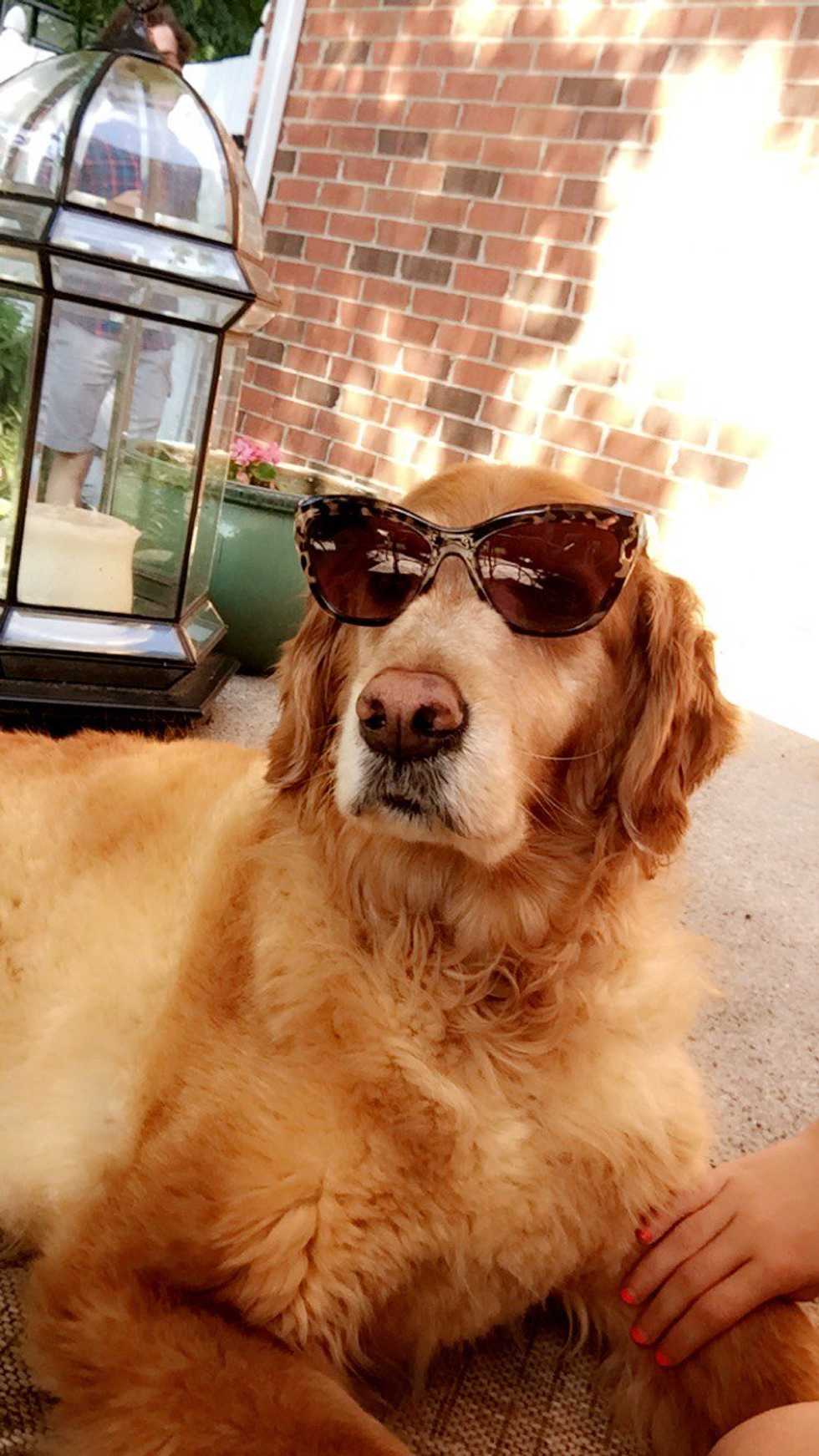 Why Dogs Are Good For The Soul