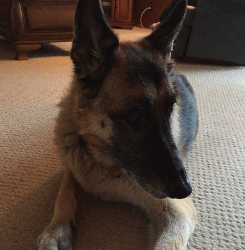 How My Dog Helped Me Grow Up