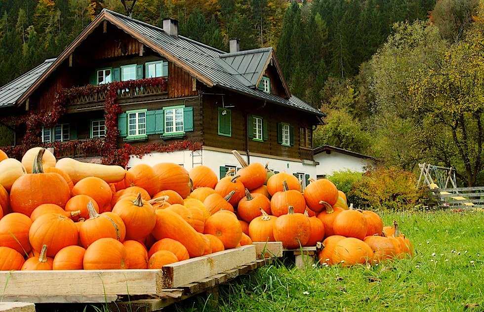 10 Classic Activities Perfect For Fall