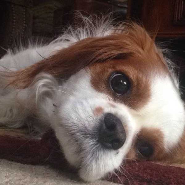 What Happens When You Have Your Dog On Campus