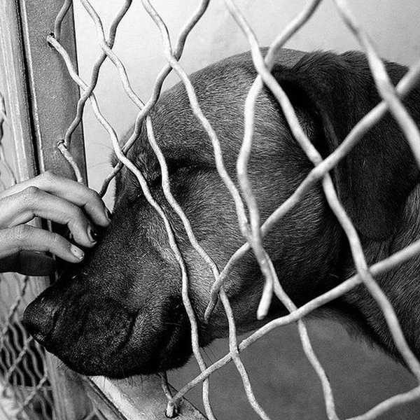 5 Reasons Why To Adopt Not Shop