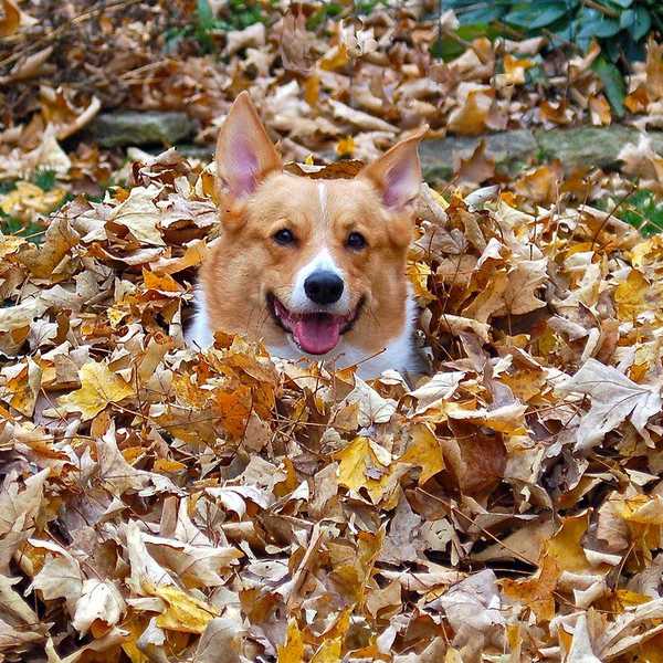 15 Corgis To Help Students Survive The Semester