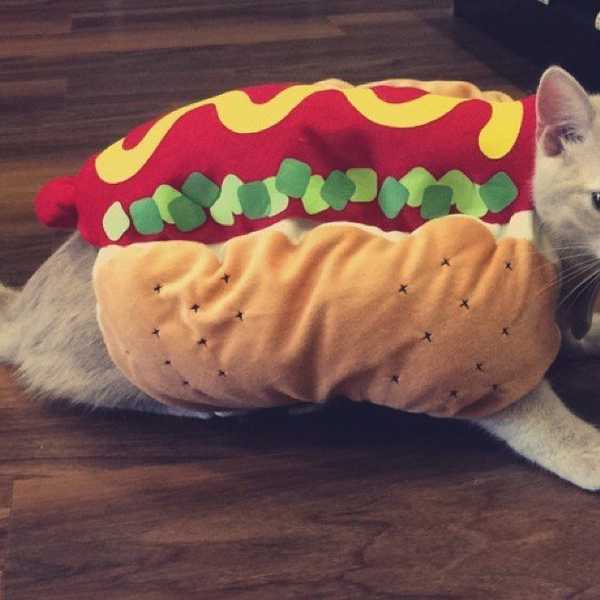 5 Favorite Moments Since Becoming A Cat Owner